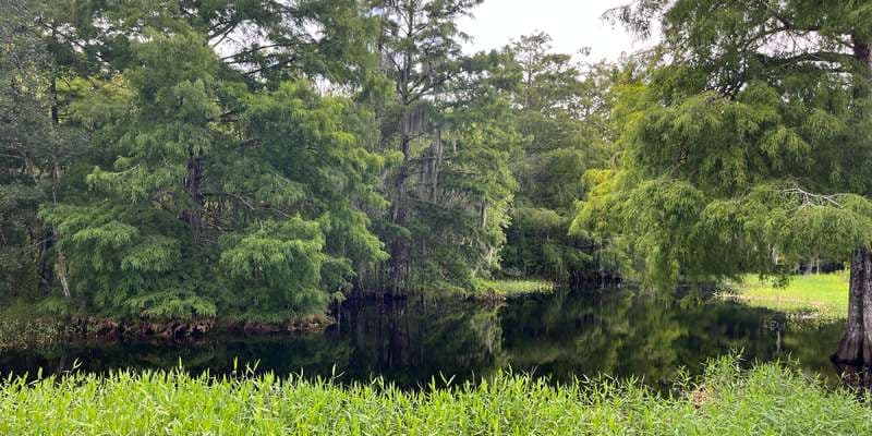 The featured photo for CREW Bird Rookery Swamp - Observation Deck