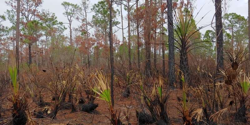 The featured photo for Oxbow Preserve Post-Wildfire Documentation