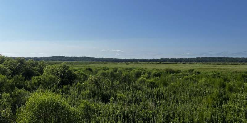 The featured photo for Tuscawilla Preserve