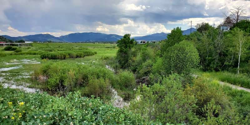 The featured photo for Wood Duck
