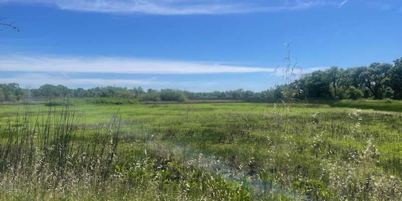 The featured photo for Managed Wetland Pond along Trail