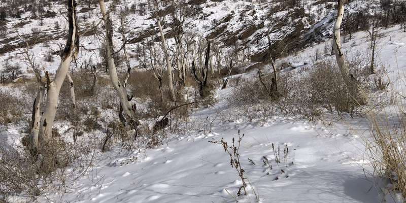 The featured photo for Monitoring growth after Range 2 fire in September of 2018