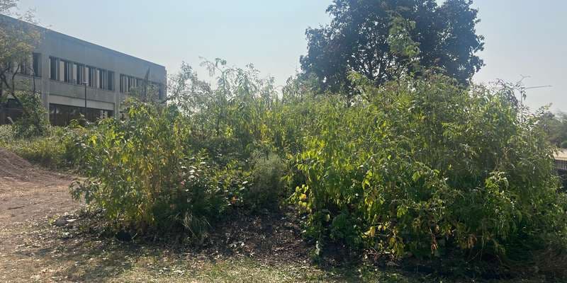 The featured photo for Markham Courthouse Tiny Forest