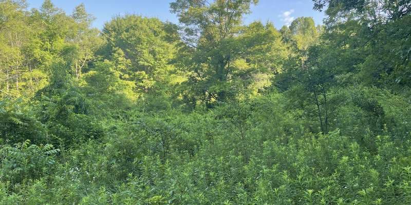 The featured photo for Old Field