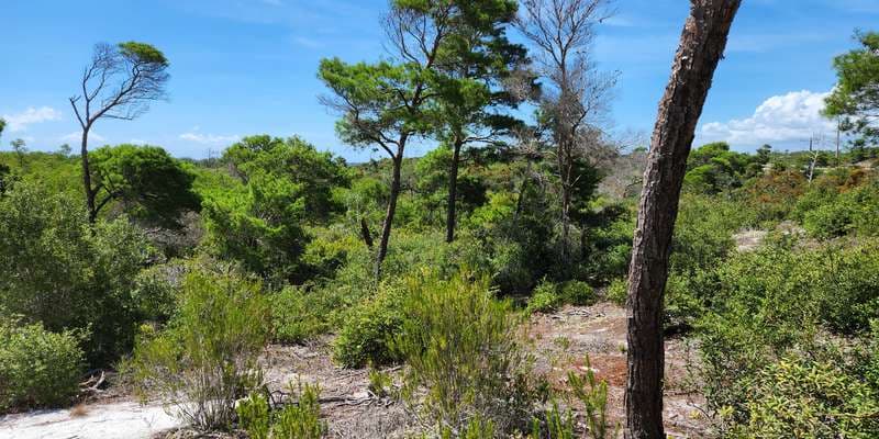 The featured photo for Scrub Ridge