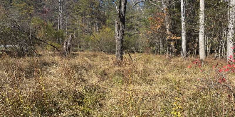 The featured photo for Kanuga Bog Boardwalk