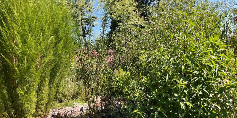 The featured photo for Lower School Rain Garden