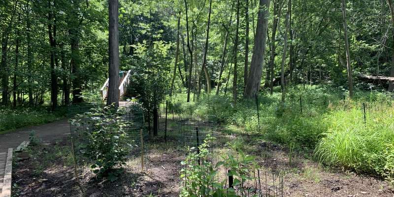 The featured photo for Stearn's Trail