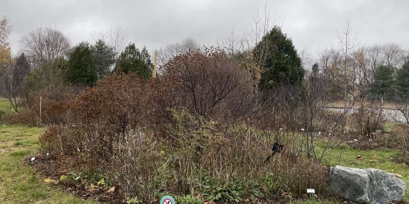 The featured photo for HQ - Native Garden