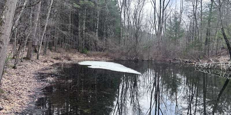 The featured photo for Swink Pond