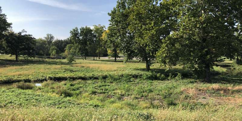 The featured photo for Ewing Park Native Prairie Establishment Project