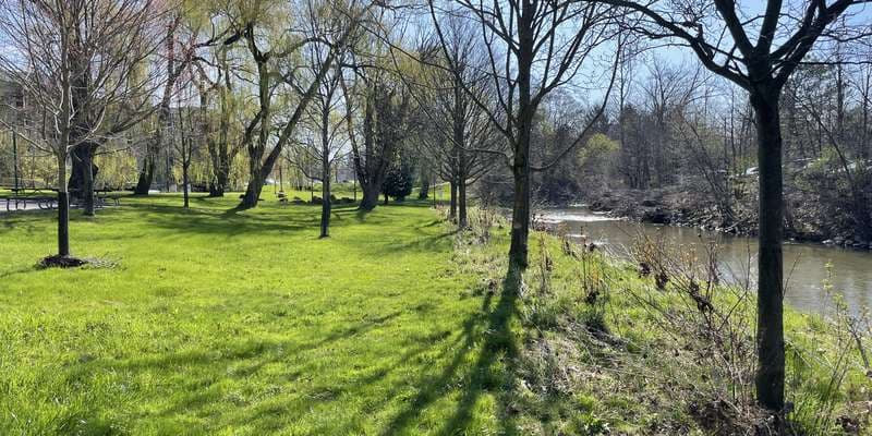 The featured photo for Live Staking at Medway Creek