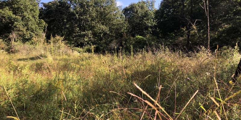 The featured photo for RUEP Small Meadow