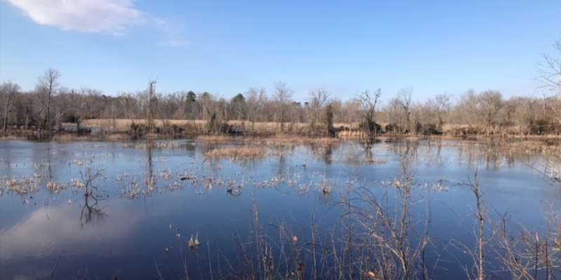 The featured photo for Non-tidal Wetlands at Dutch Gap
