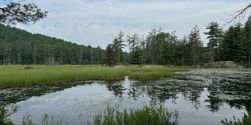The featured photo for Amy's Park Wetlands