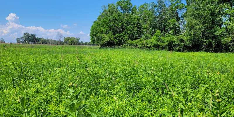 The featured photo for The Meadow at Meadowbrook Marsh