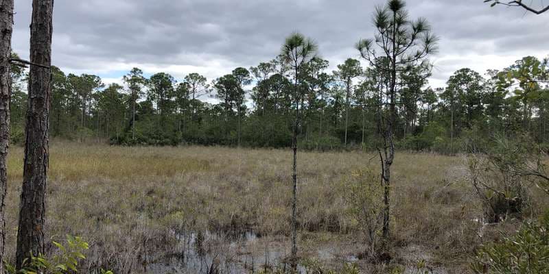 The featured photo for Sundew Overlook