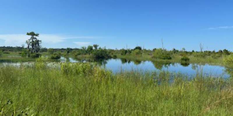 The featured photo for CREW Flint Pen Strand - Yellow Trail South Pond