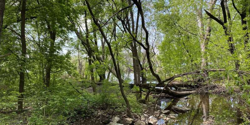 The featured photo for East Forest Pond Inlet