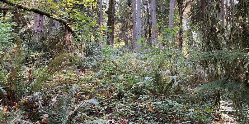 The featured photo for Hemlock Graveyard Regeneration