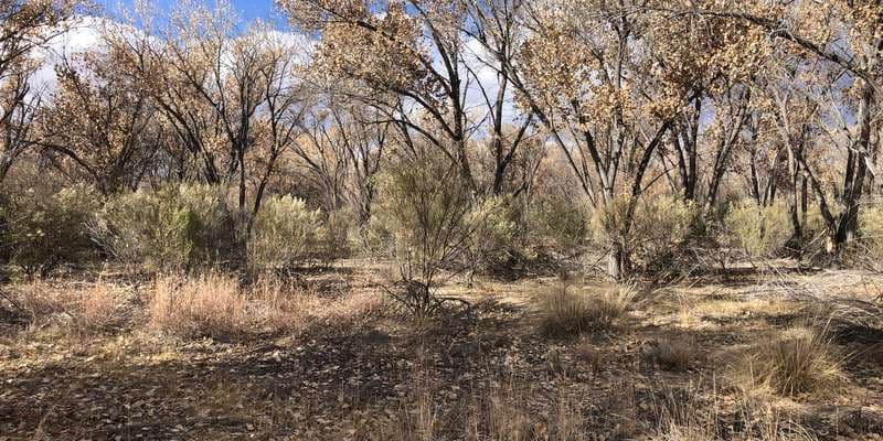 The featured photo for Rio Viejo Trail