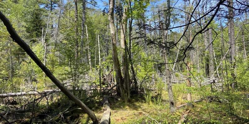 The featured photo for Robinson Woods