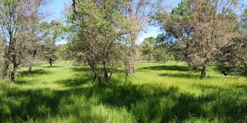 The featured photo for EarthSea Restoration Forest