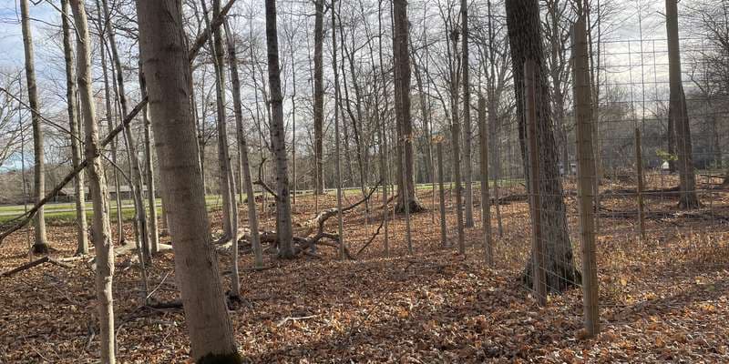 The featured photo for Main Woods