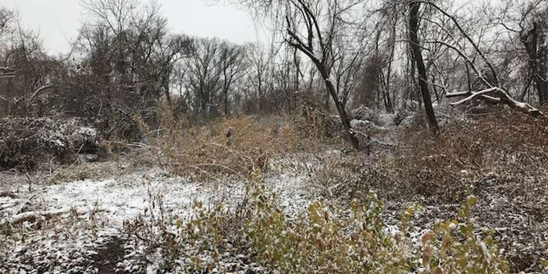 The featured photo for Virginia Mallow