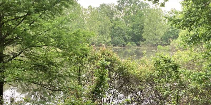 The featured photo for Caney Bayou Discovery Loop Trail Overlook
