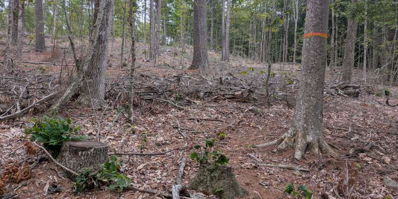 The featured photo for Allen Whitney Memorial Forest