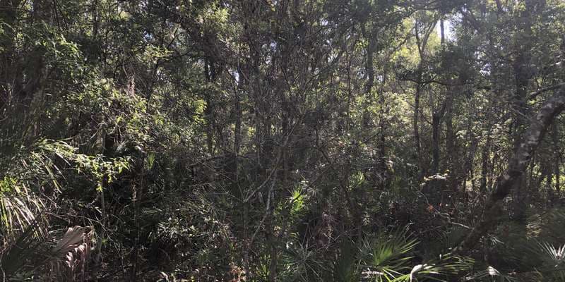 The featured photo for Florida Botanical Gardens Wetland Area