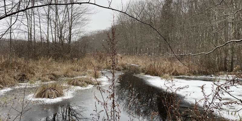 The featured photo for The Marsh