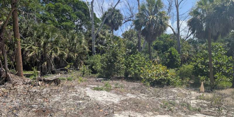 The featured photo for Deerfield Island Park Gopher Tortoise Habitat