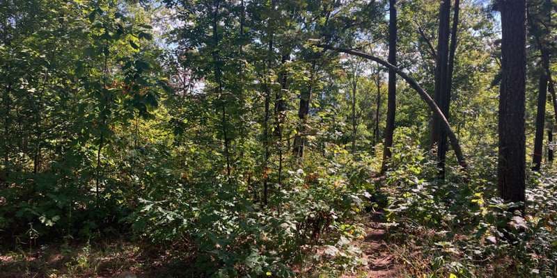 The featured photo for Overlook Trail