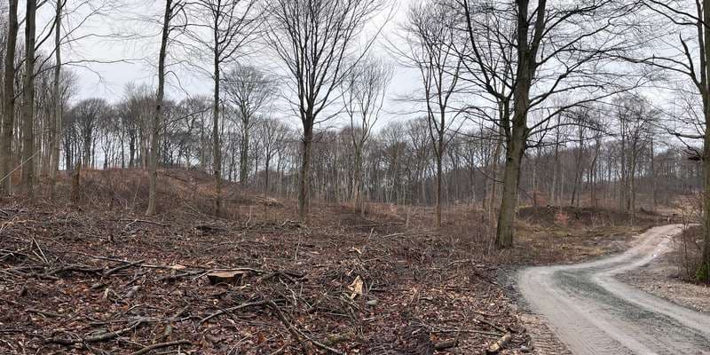 The featured photo for Følg med i Klinteskovens udvikling som urørt skov