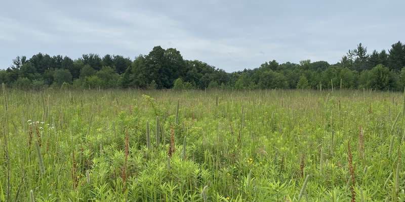 The featured photo for Restored Prairie
