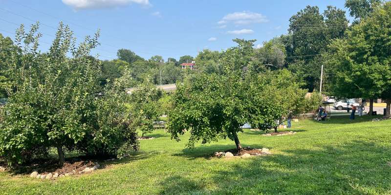 The featured photo for PH Community Orchard