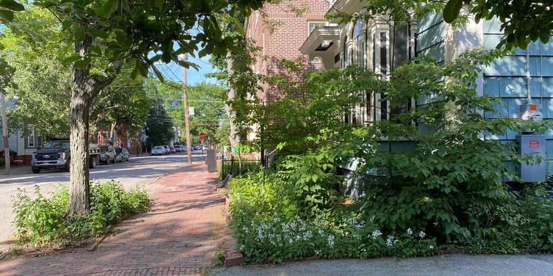 The featured photo for Native Planting on an Urban Street