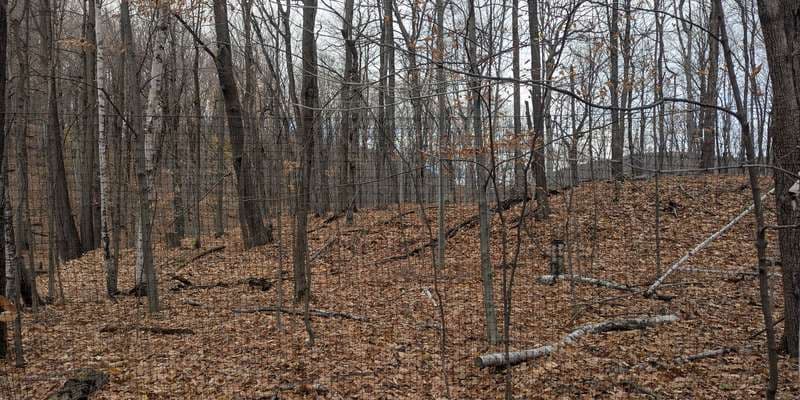 The featured photo for Exclos de cerfs à la Réserve naturelle Gault