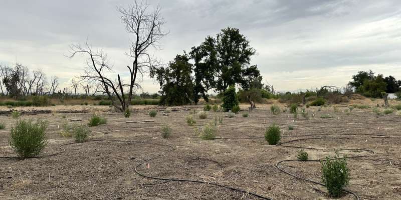The featured photo for Monarch Restoration Garden
