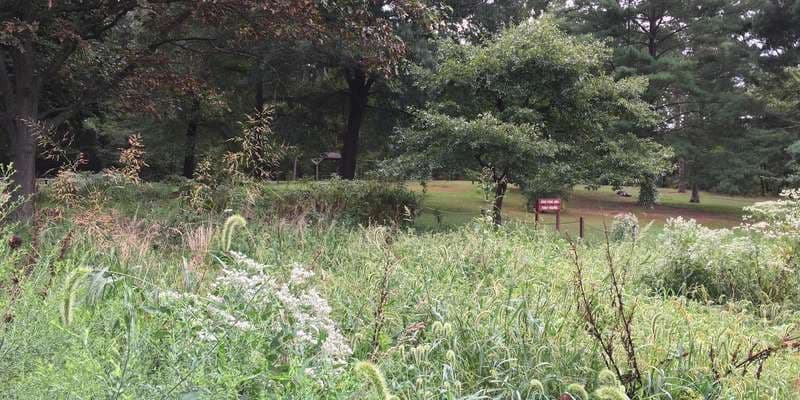 The featured photo for Wildflowers