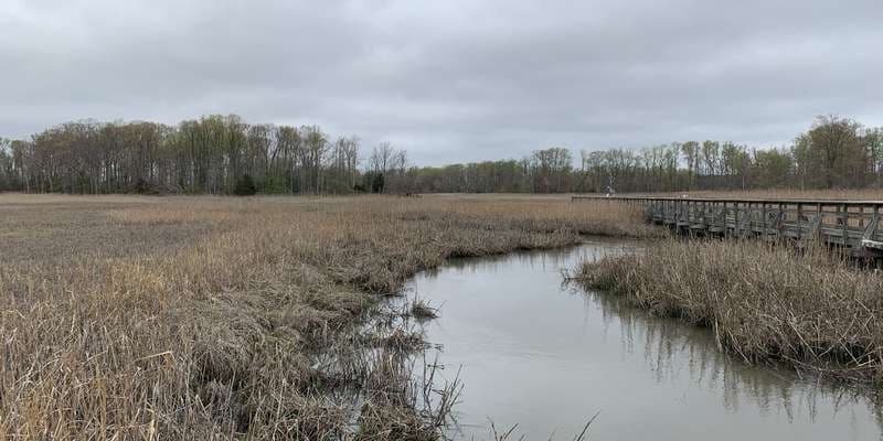 The featured photo for St. Jones Reserve
