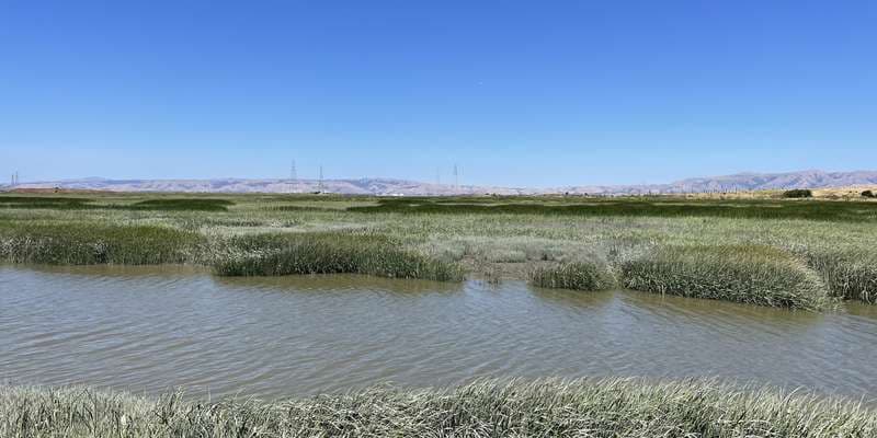 The featured photo for City of Palo Alto Horizontal Levee Project Site 1