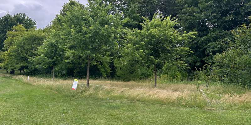 The featured photo for No-mow zone