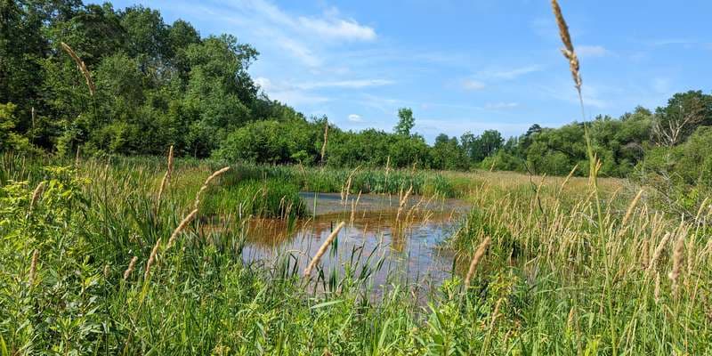 The featured photo for Whiskey Creek - Northland Arboretum