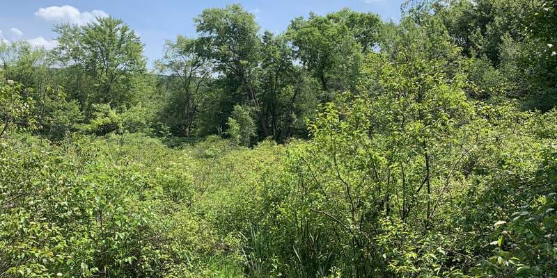 The featured photo for Bloomingdale Valley