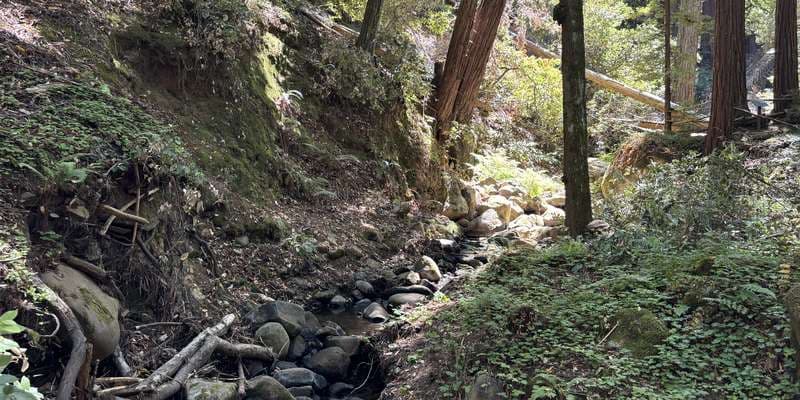 The featured photo for Filoli Spring Creek Trail