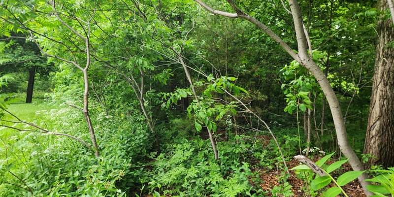 The featured photo for PM104-Colline du lac aux castors