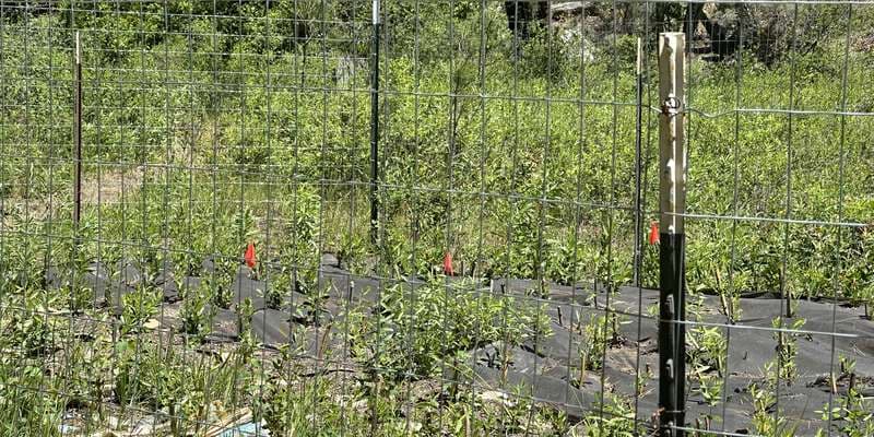 The featured photo for Lake Creek BeaverHOOD Planting